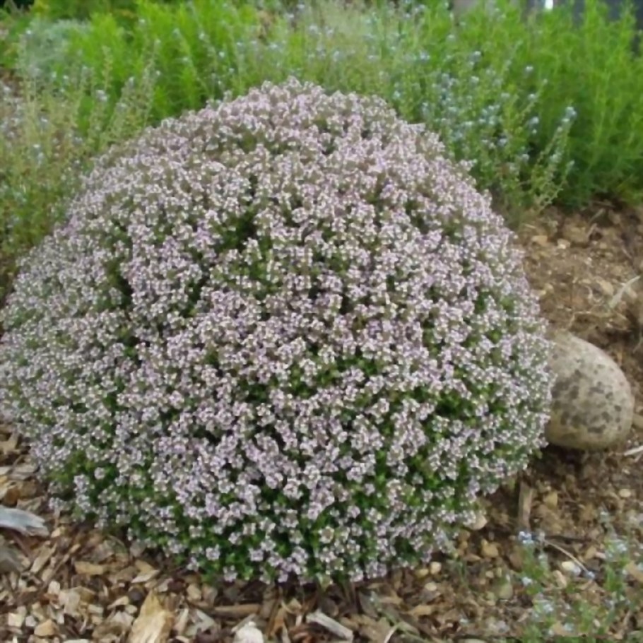 Чабрец обыкновенный (Thymus vulgaris)