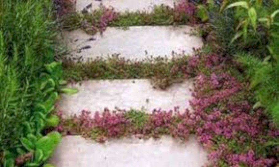 Почвопокровные многолетники чабрец