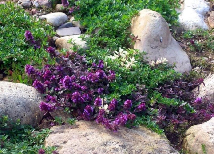 Тимьян длинноцветковый