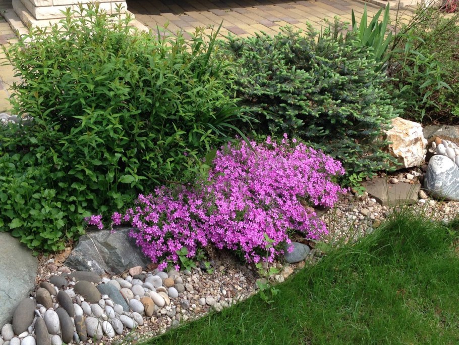 Флокс шиловидный почвопокровный