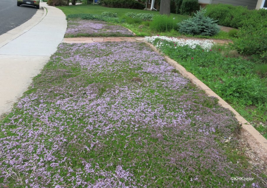 Флокс шиловидный Zwergenteppich