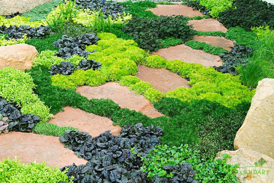 Мшанка Очиток