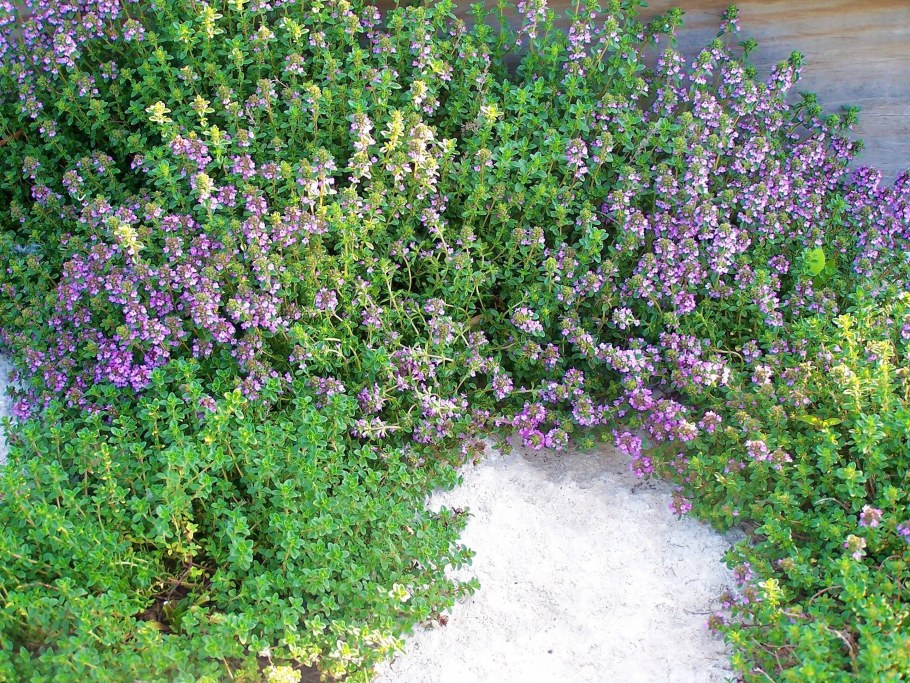 Почвопокровные многолетники чабрец