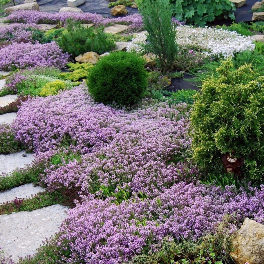 Тимьян ползучий coccineus