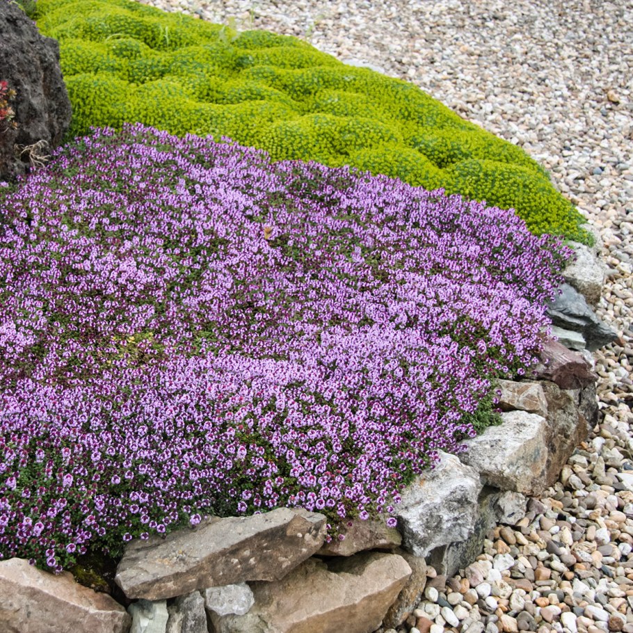 Почвопокровные многолетники Очиток тимьян