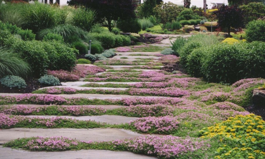 Почвопокровники в дорожках