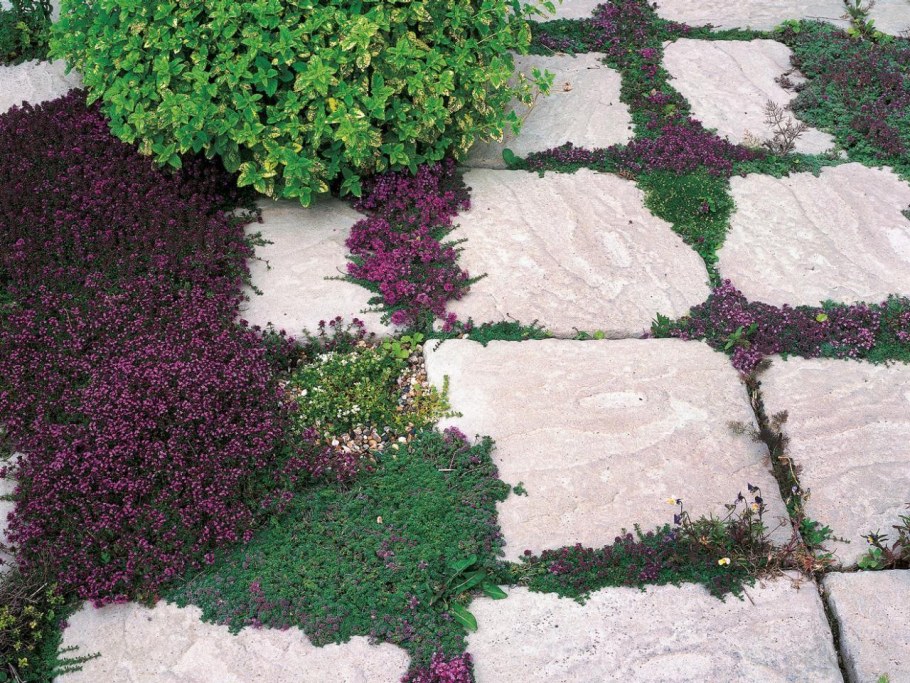 Почвопокровные многолетники чабрец