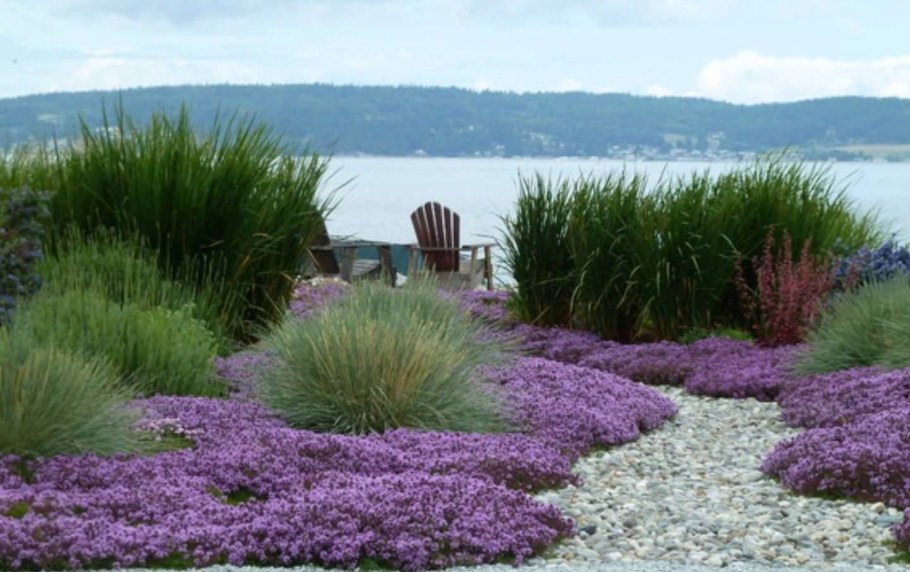 Лаванда и тимьян в ландшафте