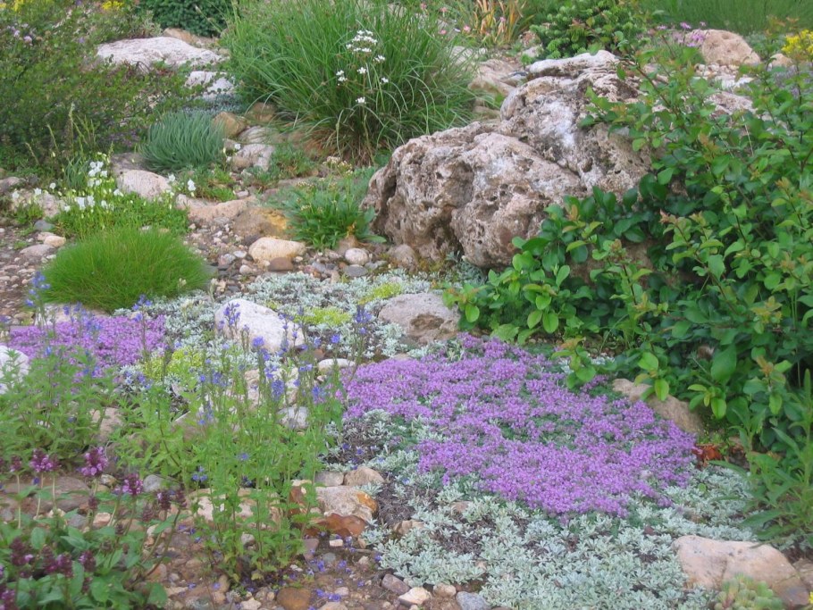 Чабрец на клумбе