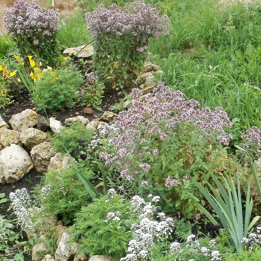 Душица обыкновенная Голд Наггет