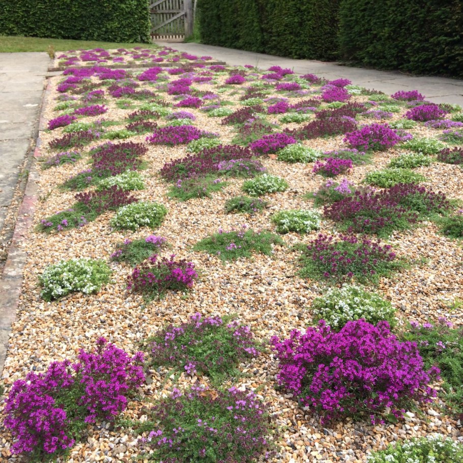 Флокс шиловидный почвопокровный многолетник