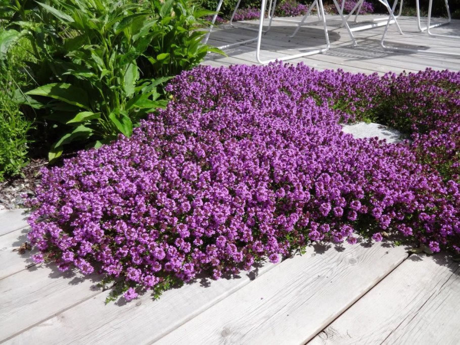 Тимьян ползучий coccineus