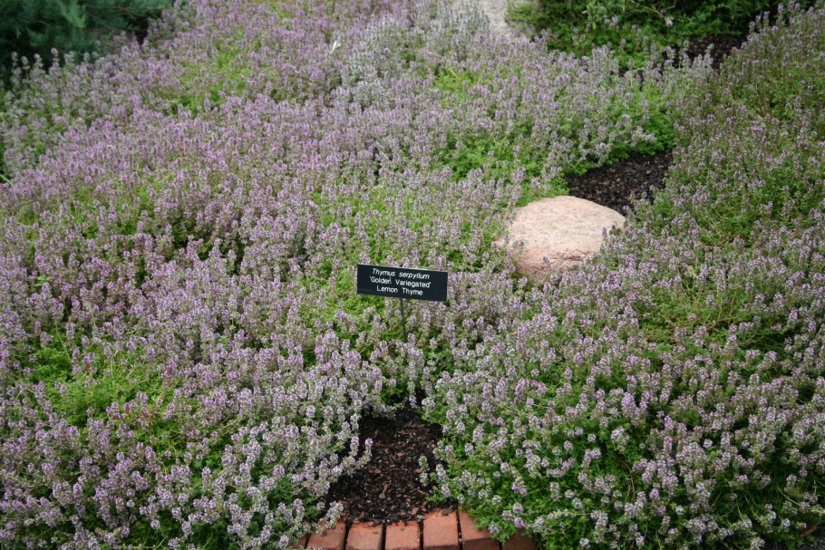 Тимьян ползучий (Thymus serpyllum)