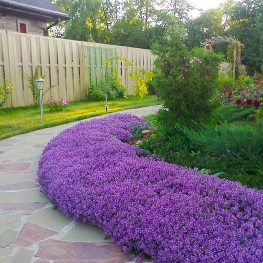 Астра Дженни миксбордере