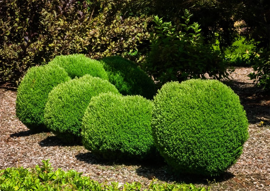 Туя Западная шаровидная Тедди