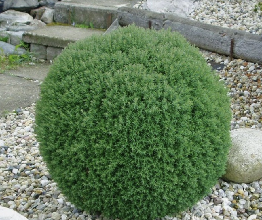 Туя Западная Teddy