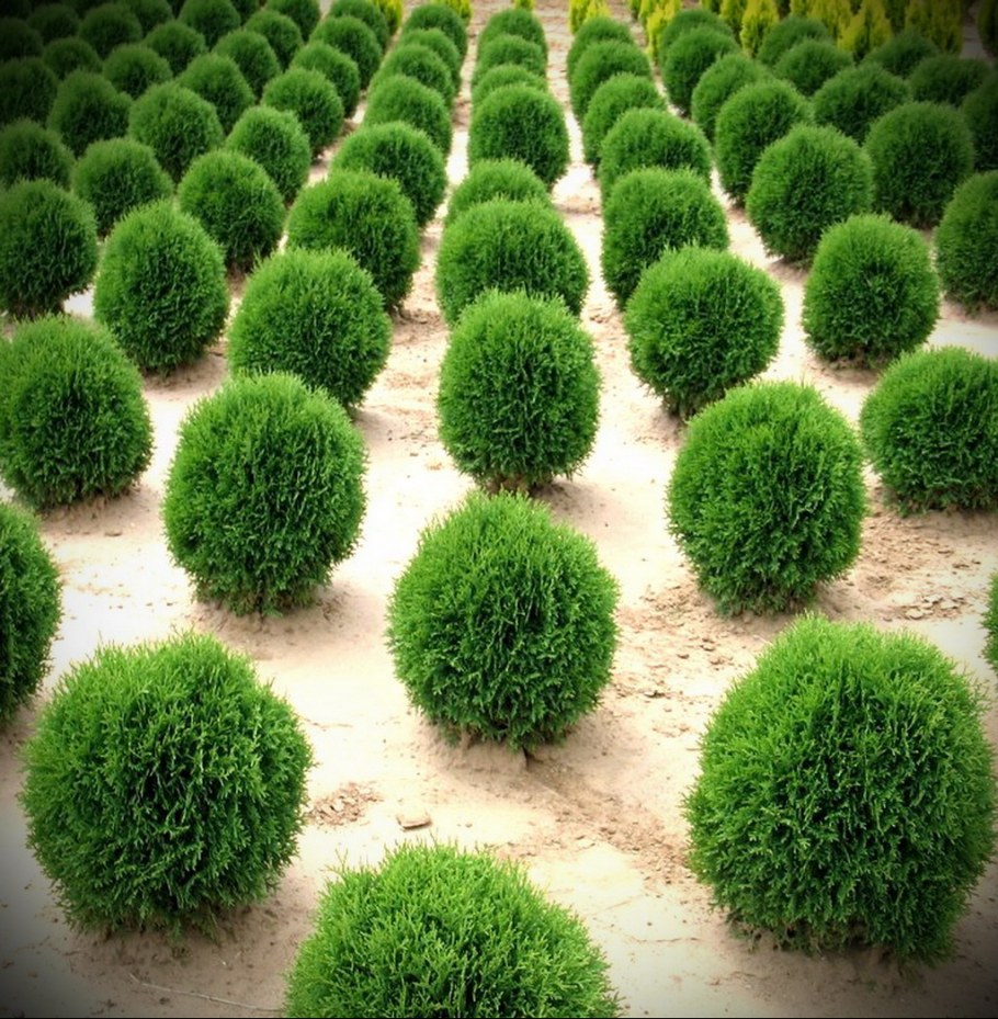 Туя Западная Глобоза