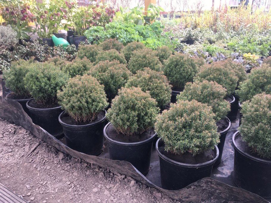 Бонсай туя Тедди