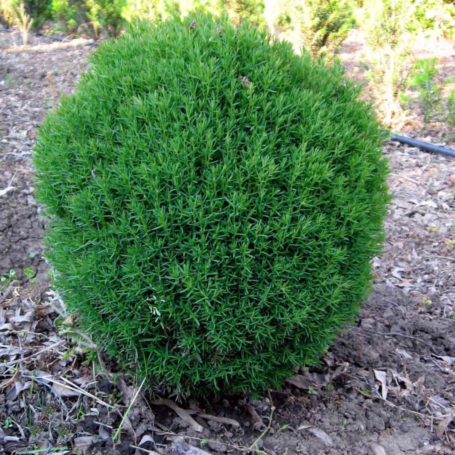 Туя Западная шаровидная Тедди