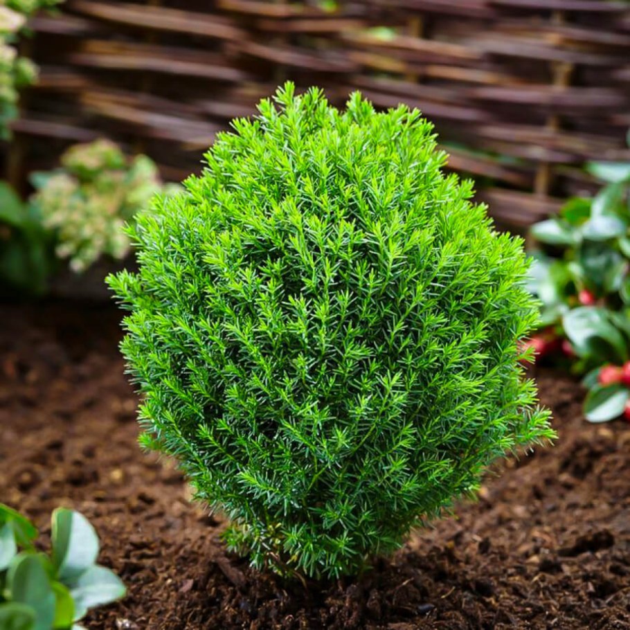 Thuja occidentalis Teddy