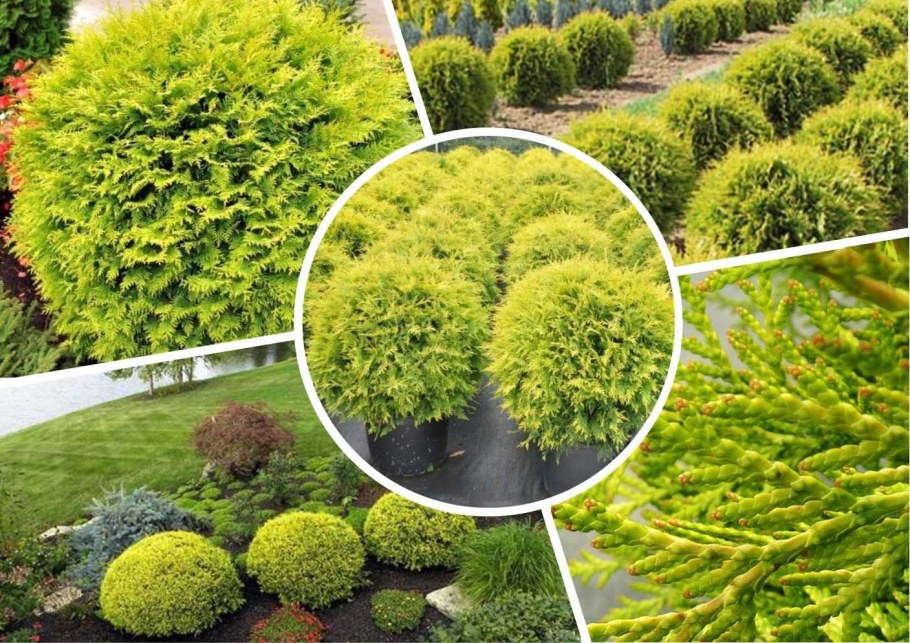 Туя Даника Голден Глоб