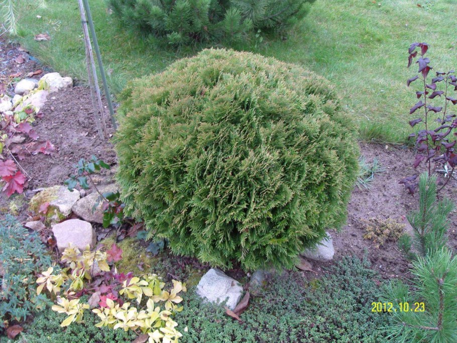 Туя шаровидная Даника..