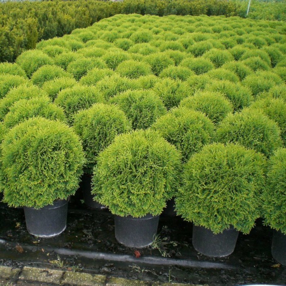 Саженцы туя Западная Даника