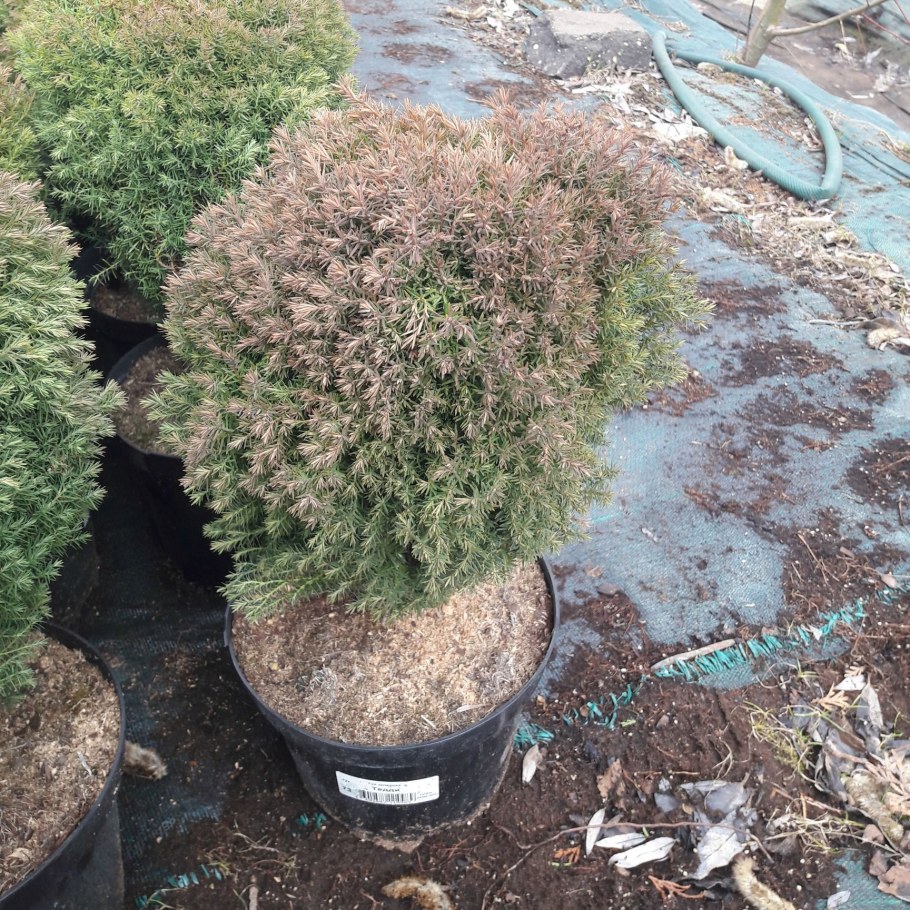 Туя Западная Тедди стрижка