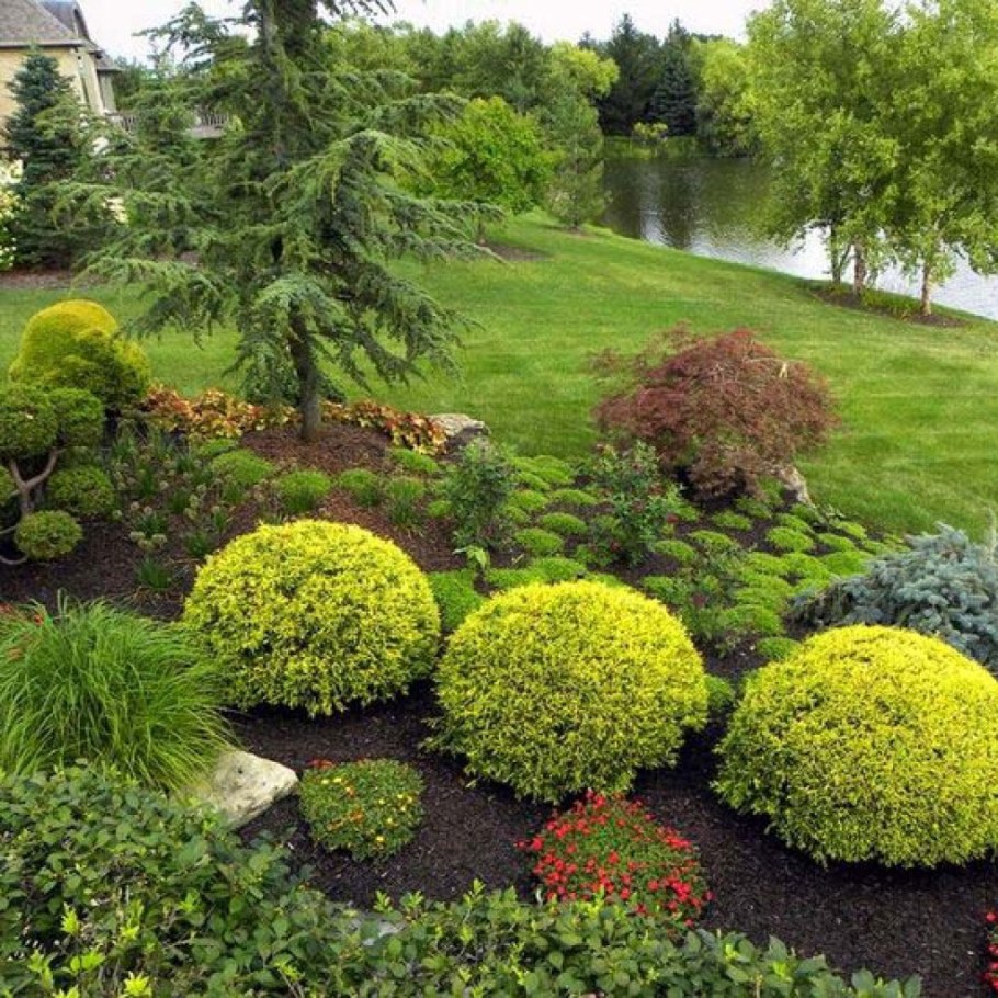 Туя Даника Ауреа