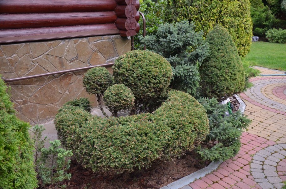 Бонсай туя Тедди