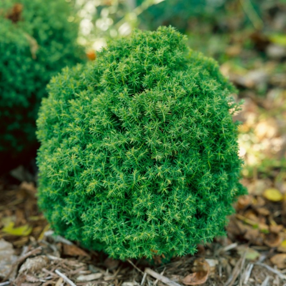 Thuja occidentalis Teddy