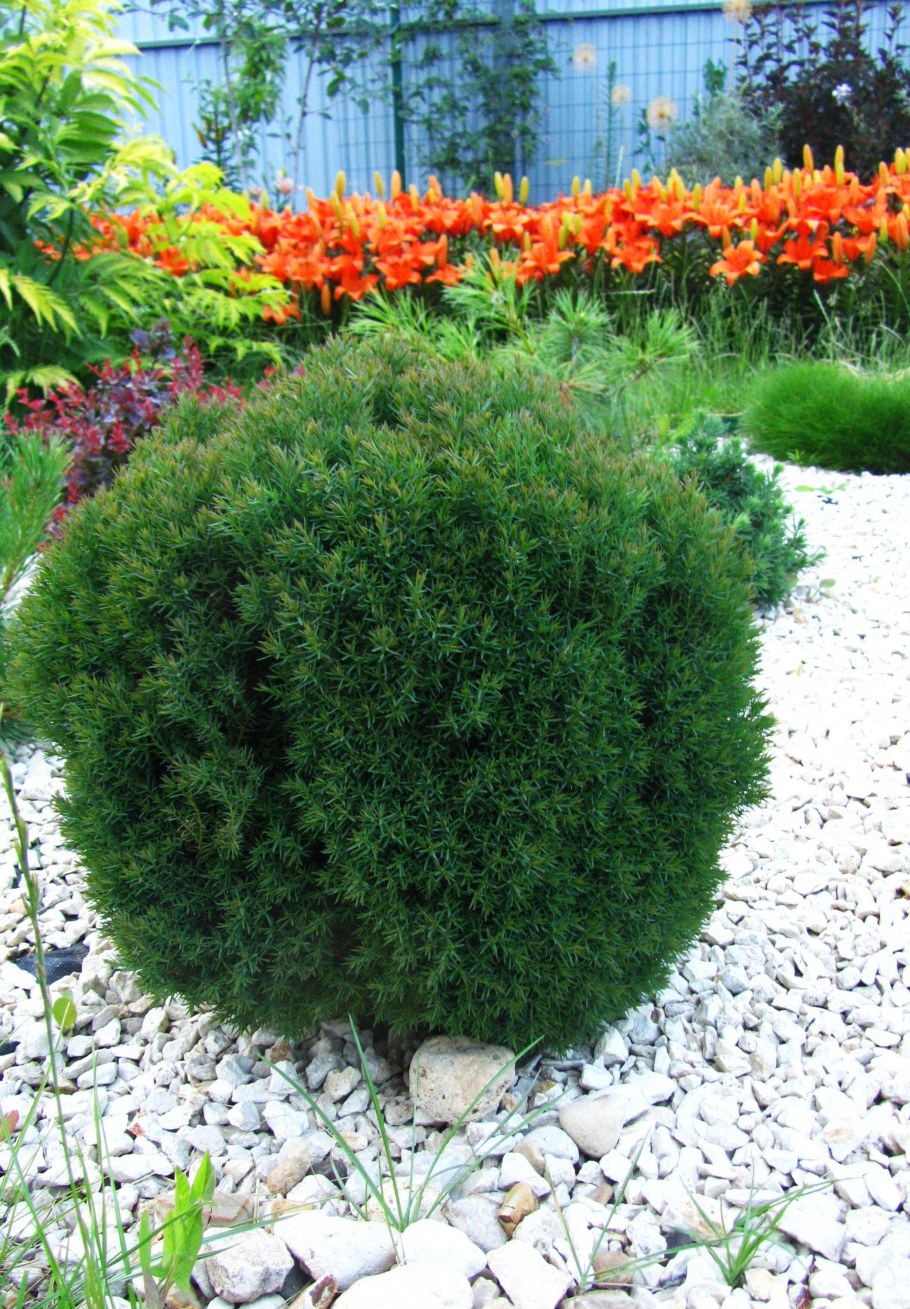 Туя Тедди и Даника