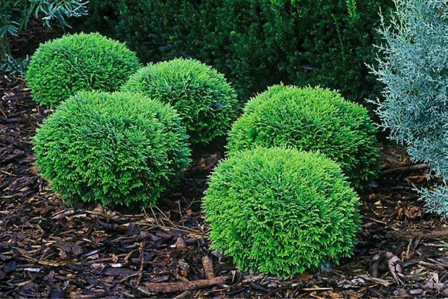 Туя шаровидная Хозери