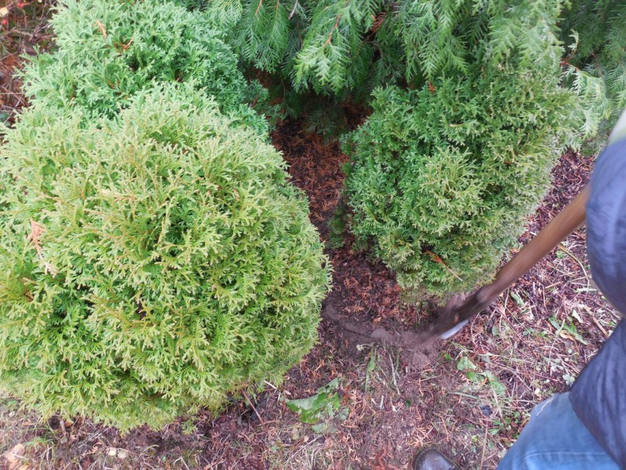 Туя Западная spiralis