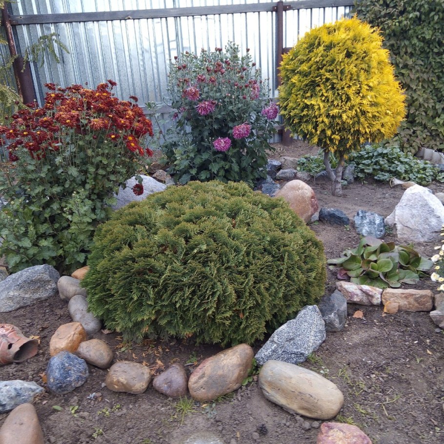 Туя Тедди и Даника