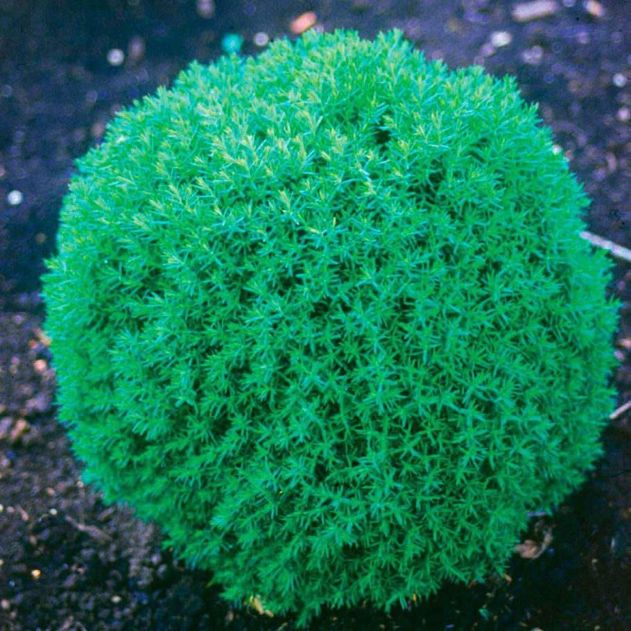 Туя Западная шаровидная Тедди