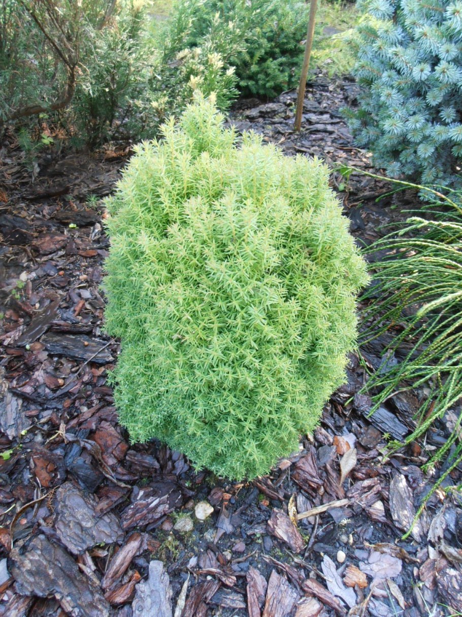 Туя шаровидная Тедди