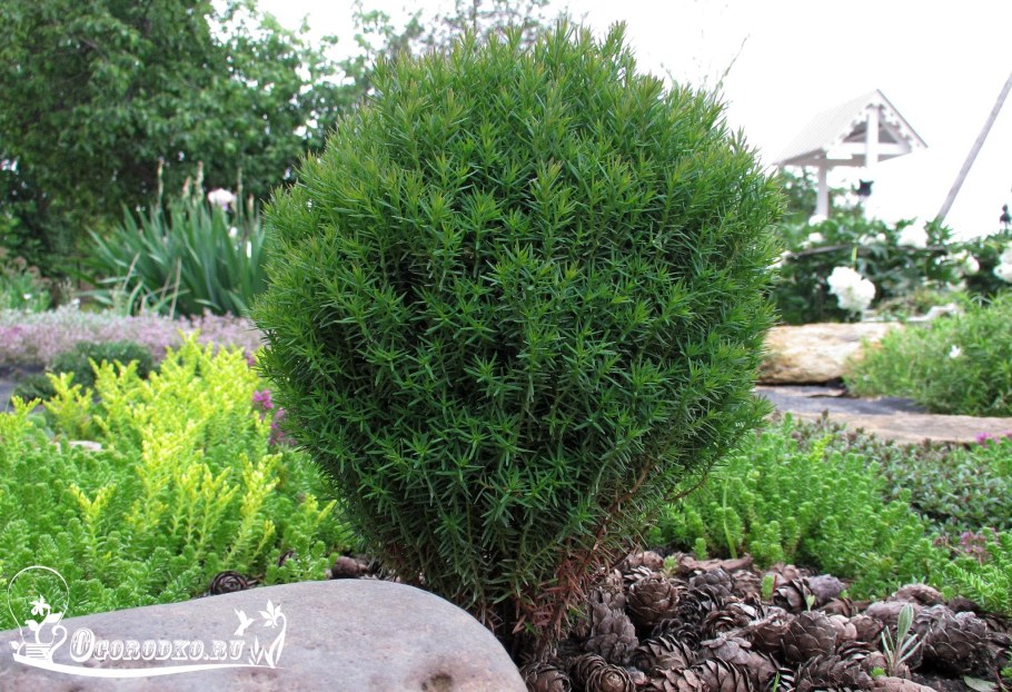 Туя шаровидная Тедди