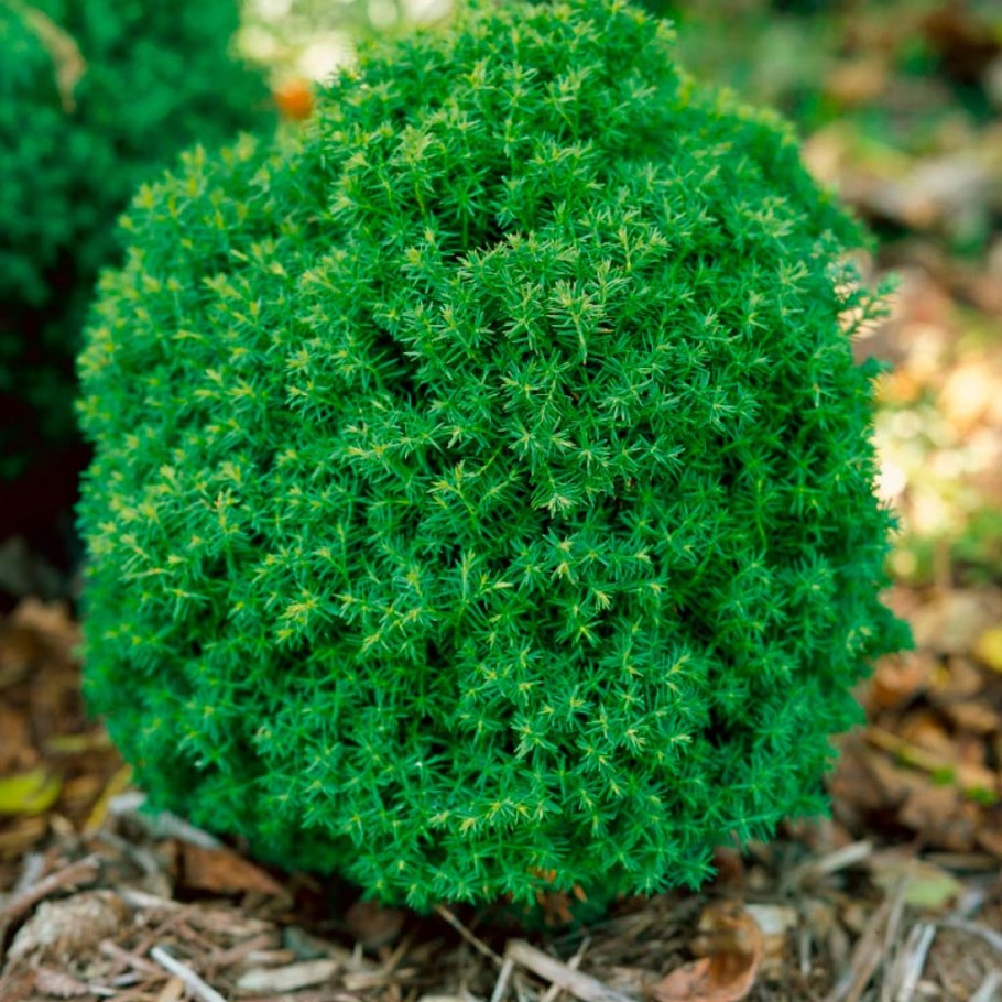 Туя Западная Teddy Thúja occidentális