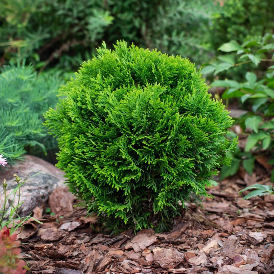 Туя шаровидная Даника..
