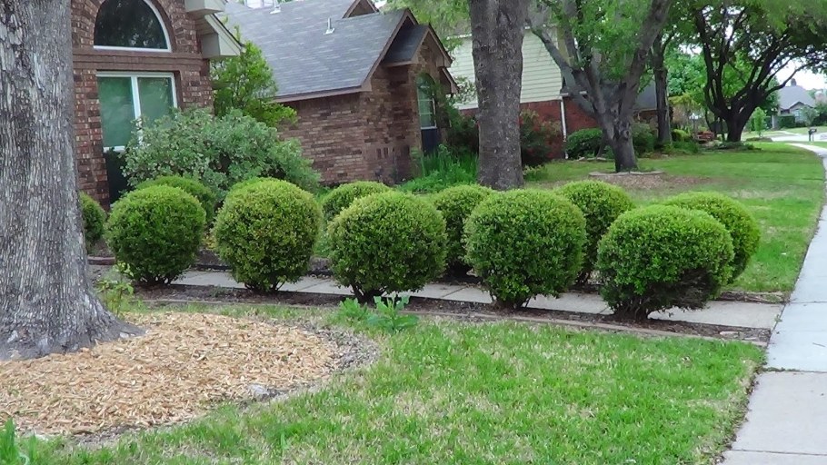 Туя Даника Ауреа в ландшафте