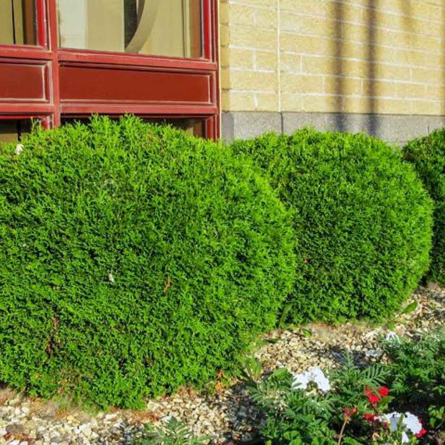 Туя Западная little Gem