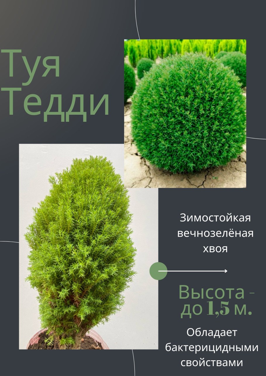 Туя Тедди стрижка