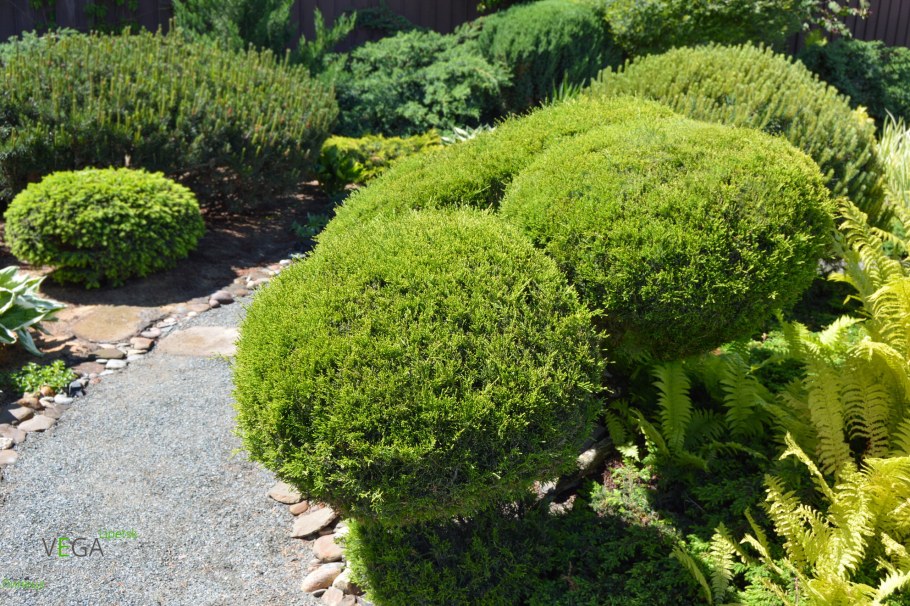 Туя Тедди р9