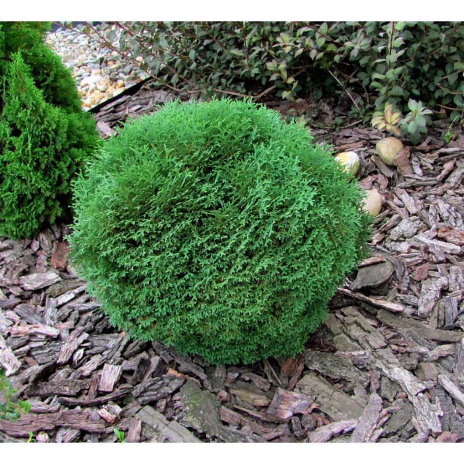 Туя Тини тим