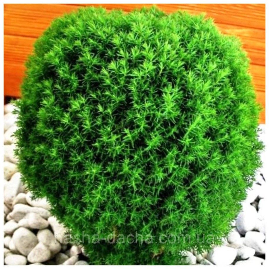 Thuja occidentalis Teddy