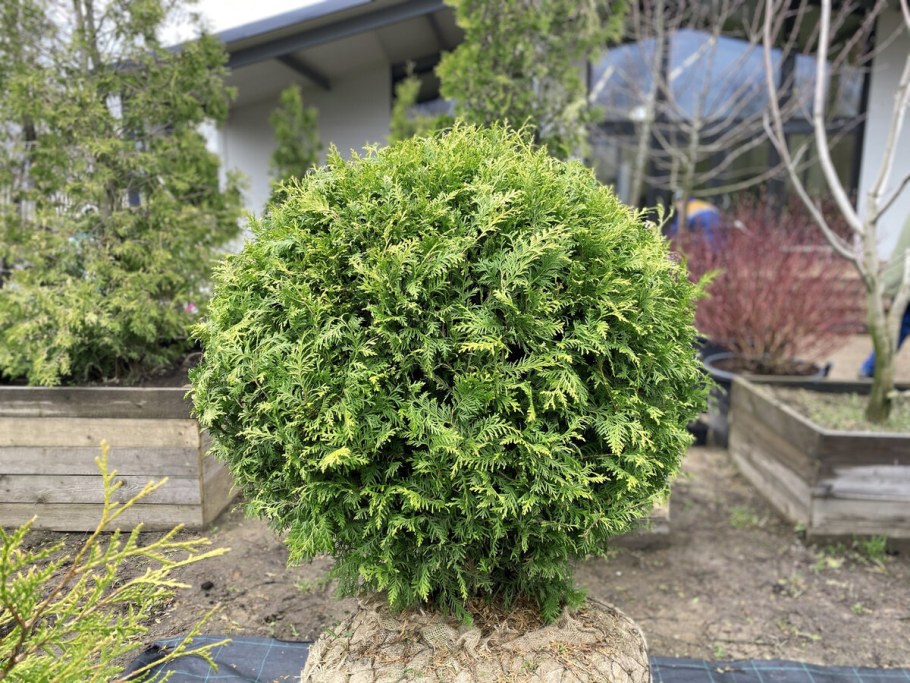 Туя Грюн Кугель