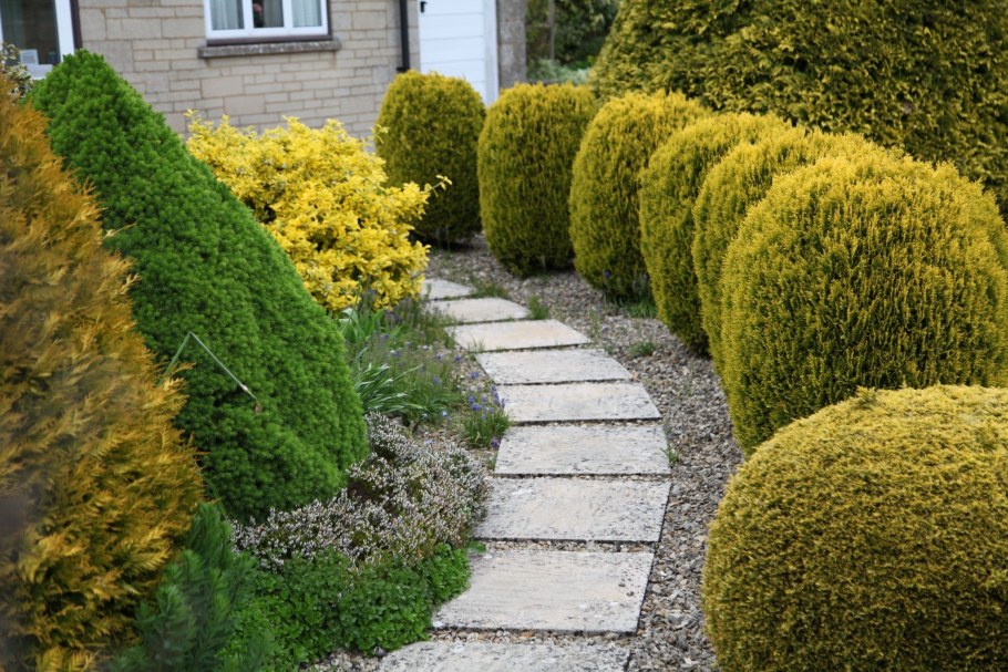 Туя спиралевидная