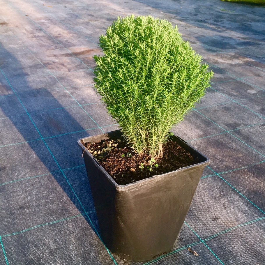 Туя Thuja occidentalis Teddy