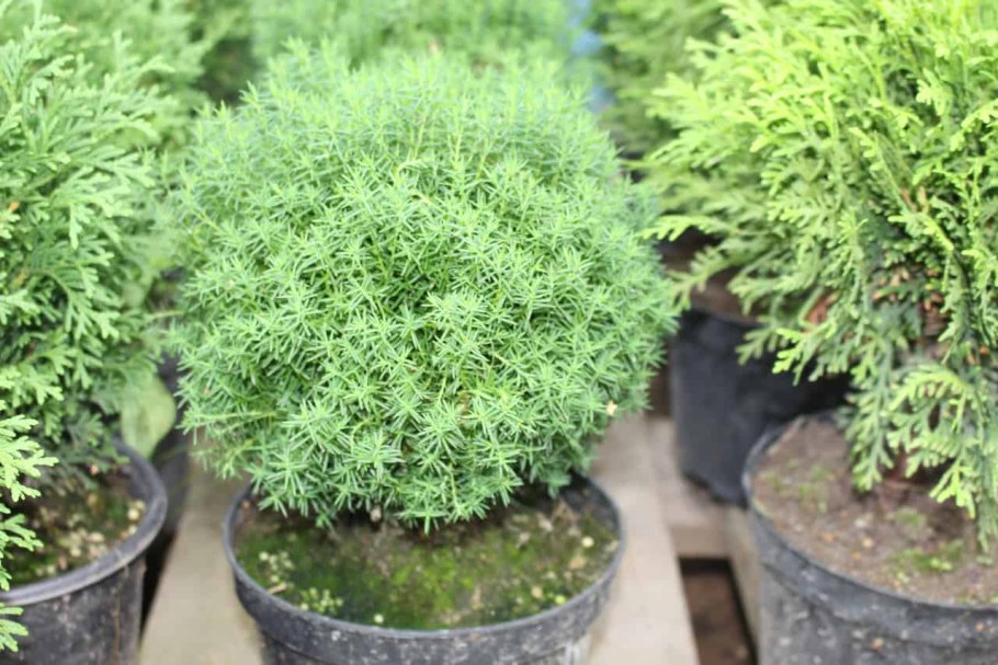 Туя Западная - Thuja occidentalis 'Teddy'